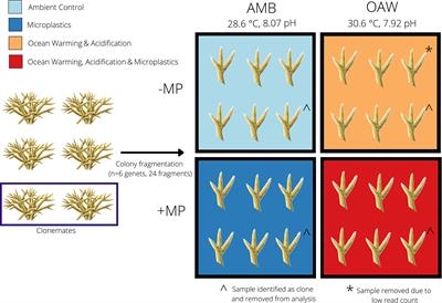 Exposure to global change and microplastics elicits an immune response in an endangered coral